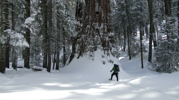 Kyle Kuns at the base of a Giant Sequoia taking in the scale of the tree's connection to the ground.  Photo by Scott Turner.